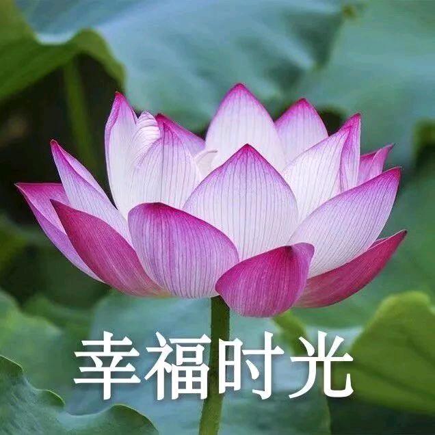 月光的照耀