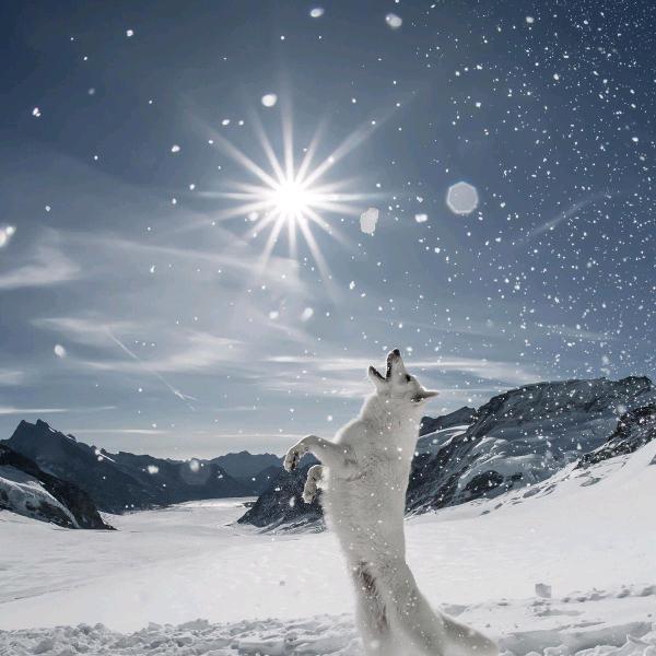🐺雪夜孤狼🐺