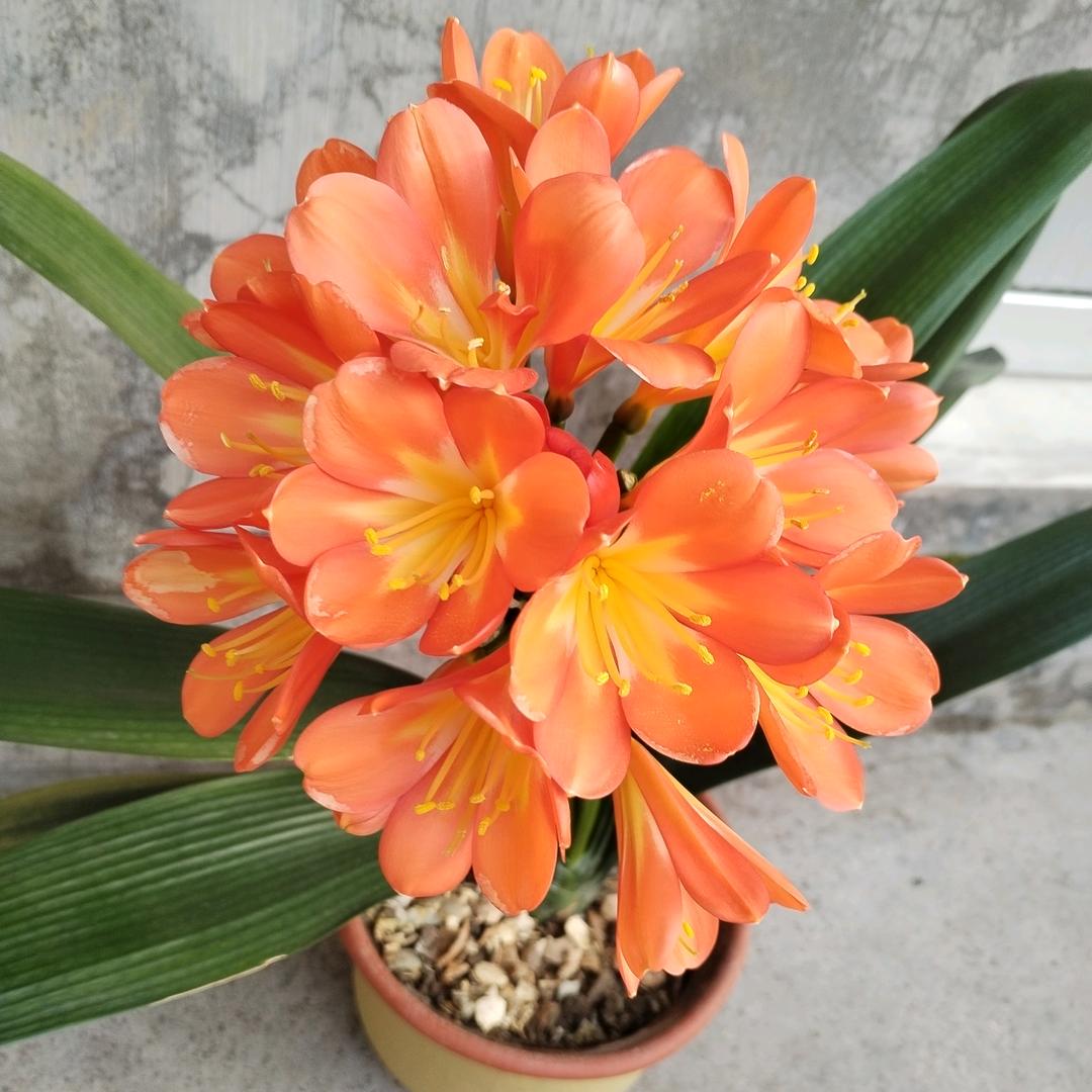 花自芬芳