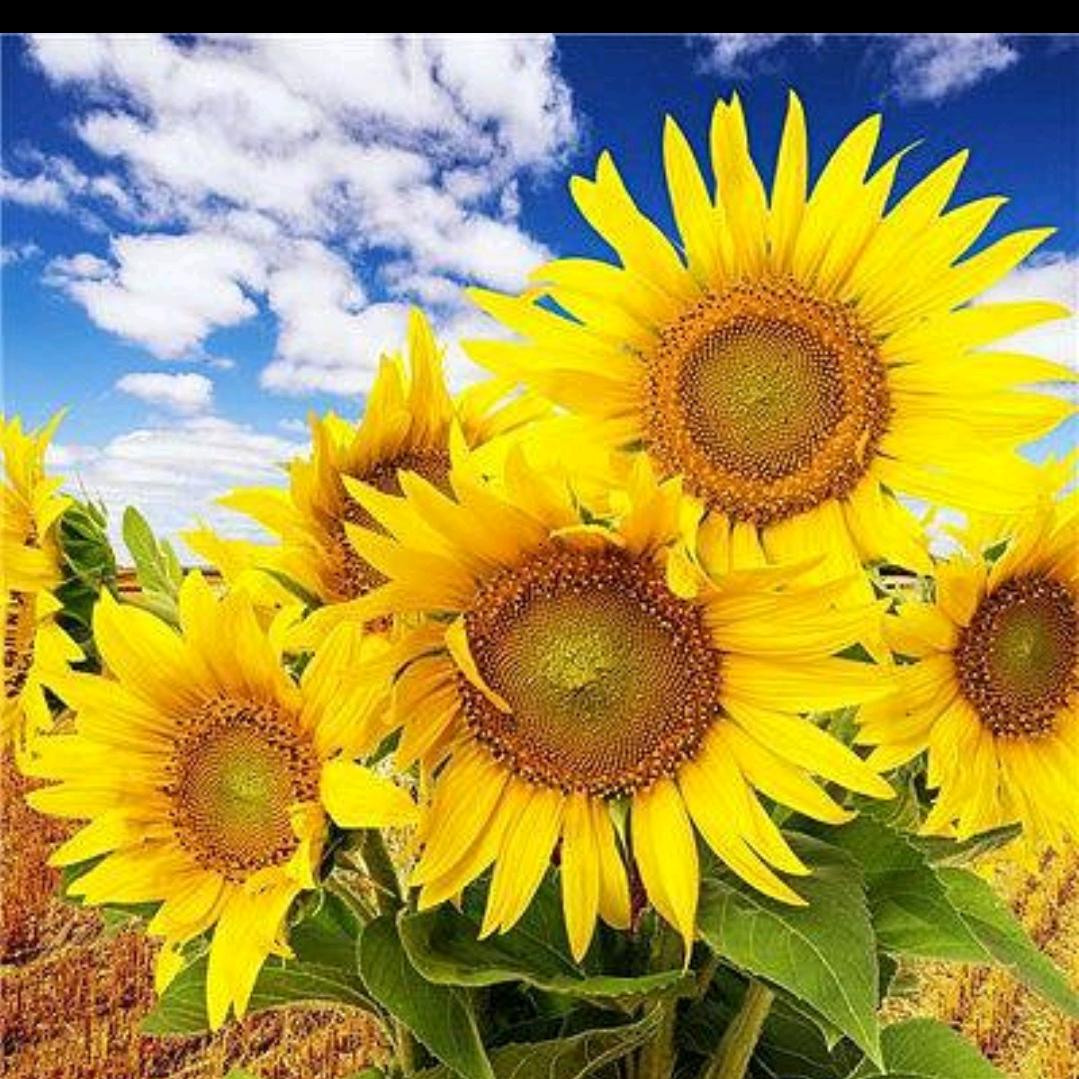 春暖花开春暖花开