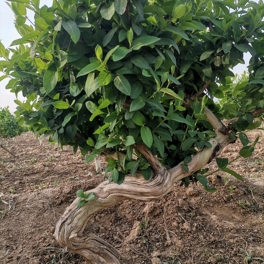 沐园金银花苗木种植基地