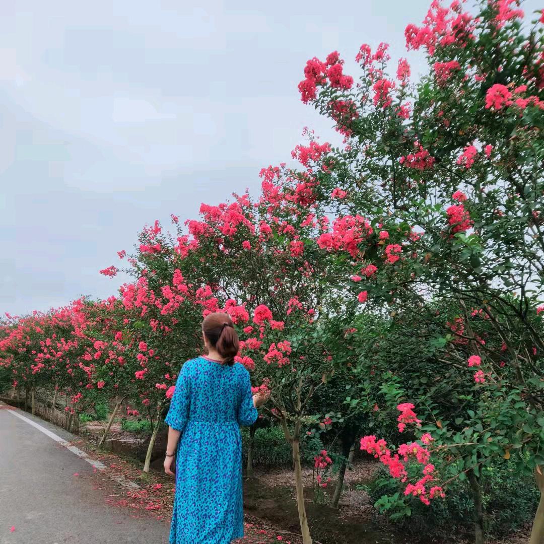 菊