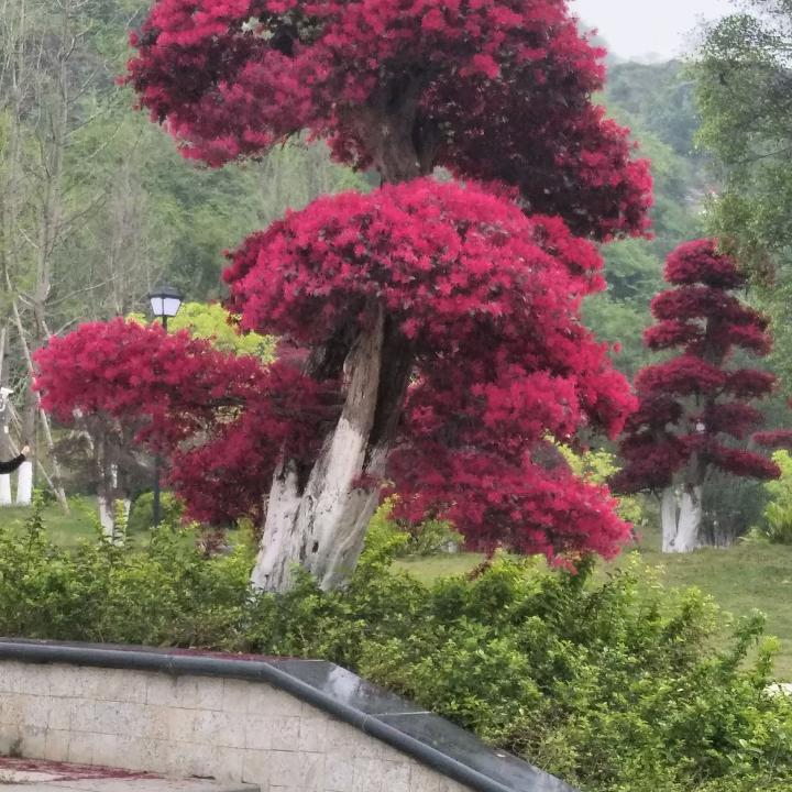 追梦7708807788520