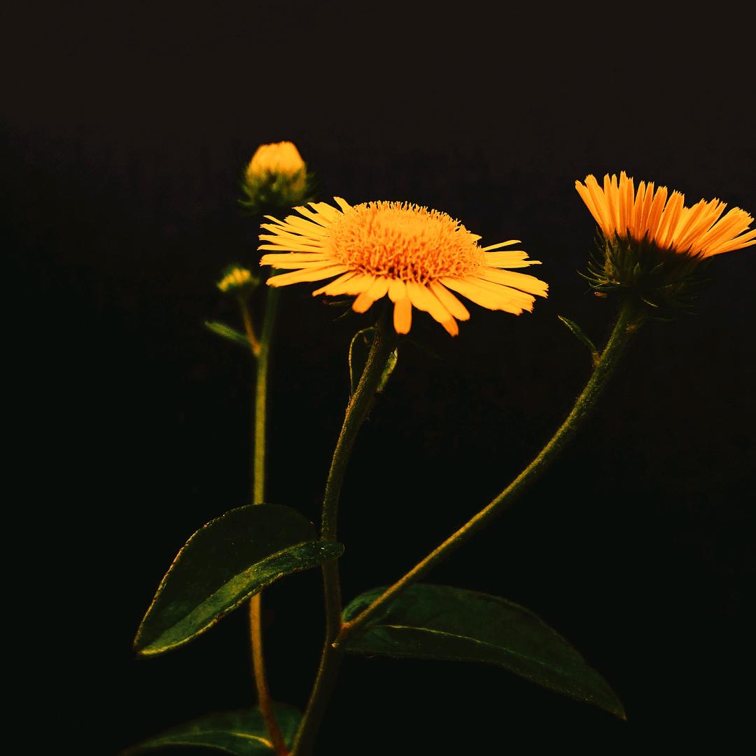 琪琪后花园