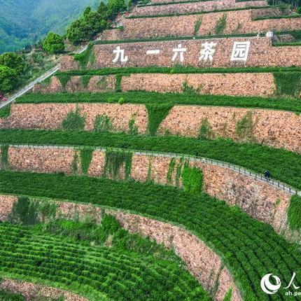 画里舒茶