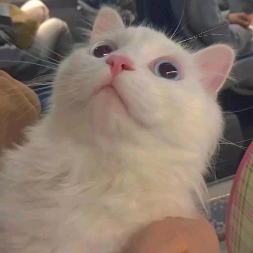 宴黎安