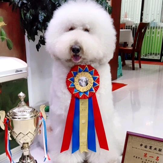冰之蓝🐶🏆🐠🏆