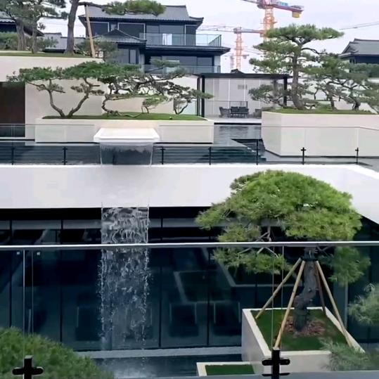 山东莱芜造型松基地