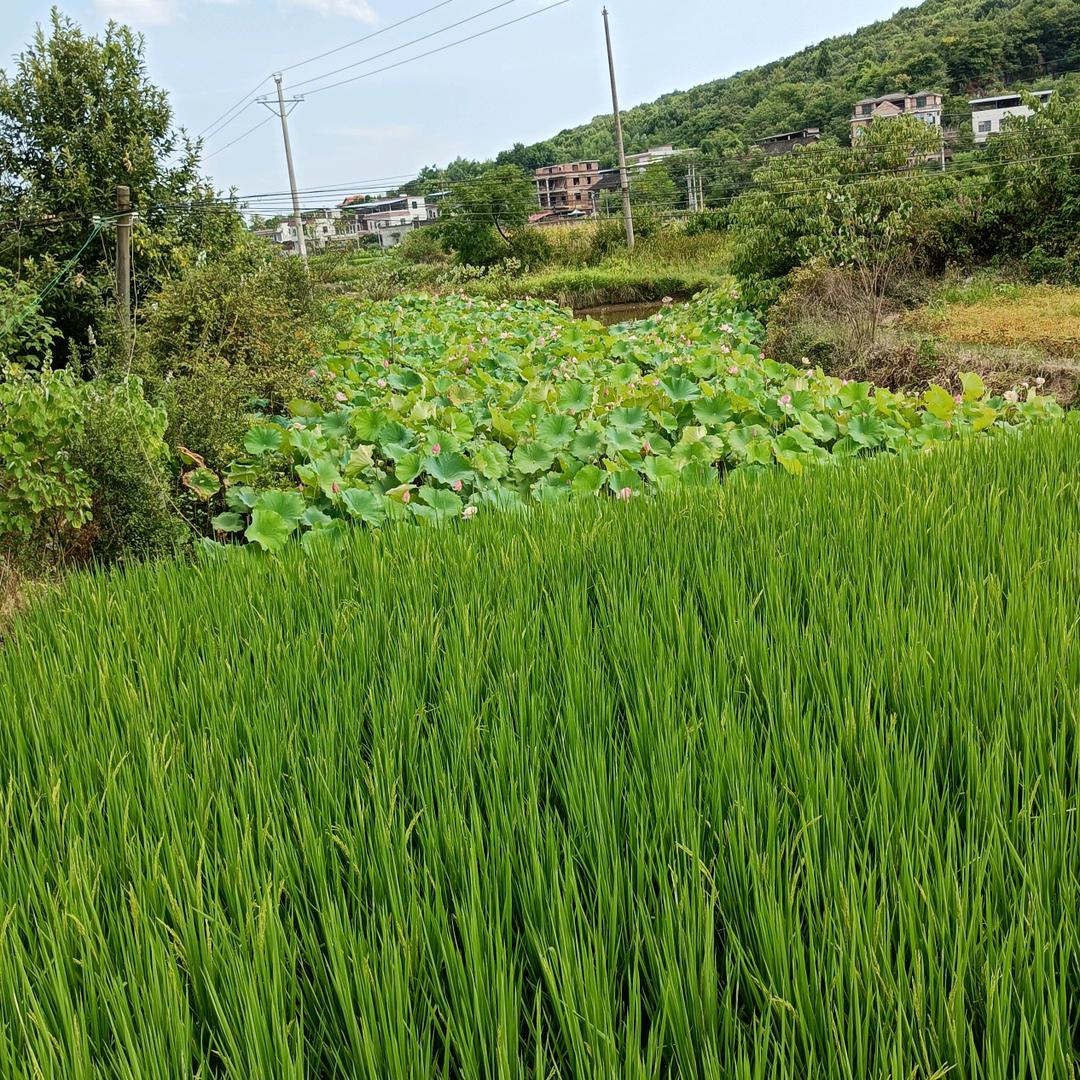天天发财