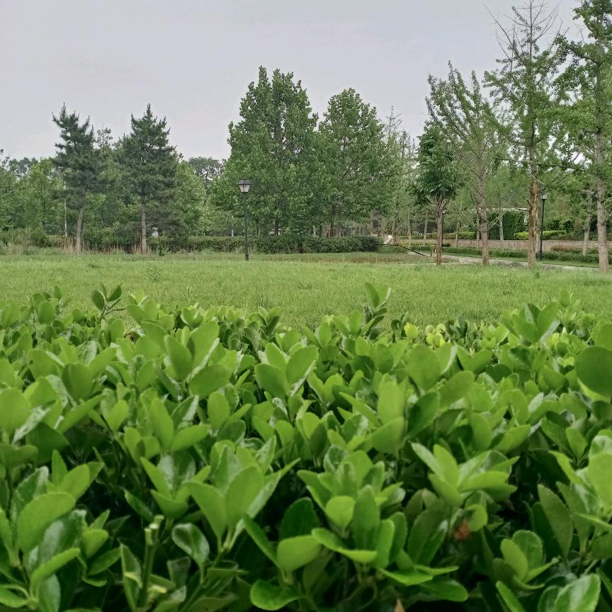白象