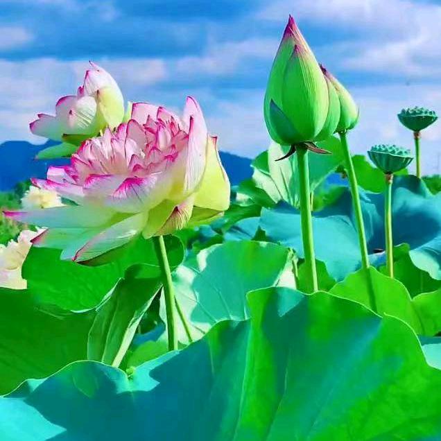 小黄同学💥((🔥⥎🔥))💥