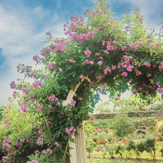 重生的我在泸州开挖机