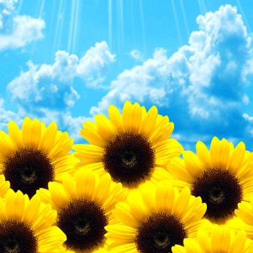 向日葵金盾🇨🇳