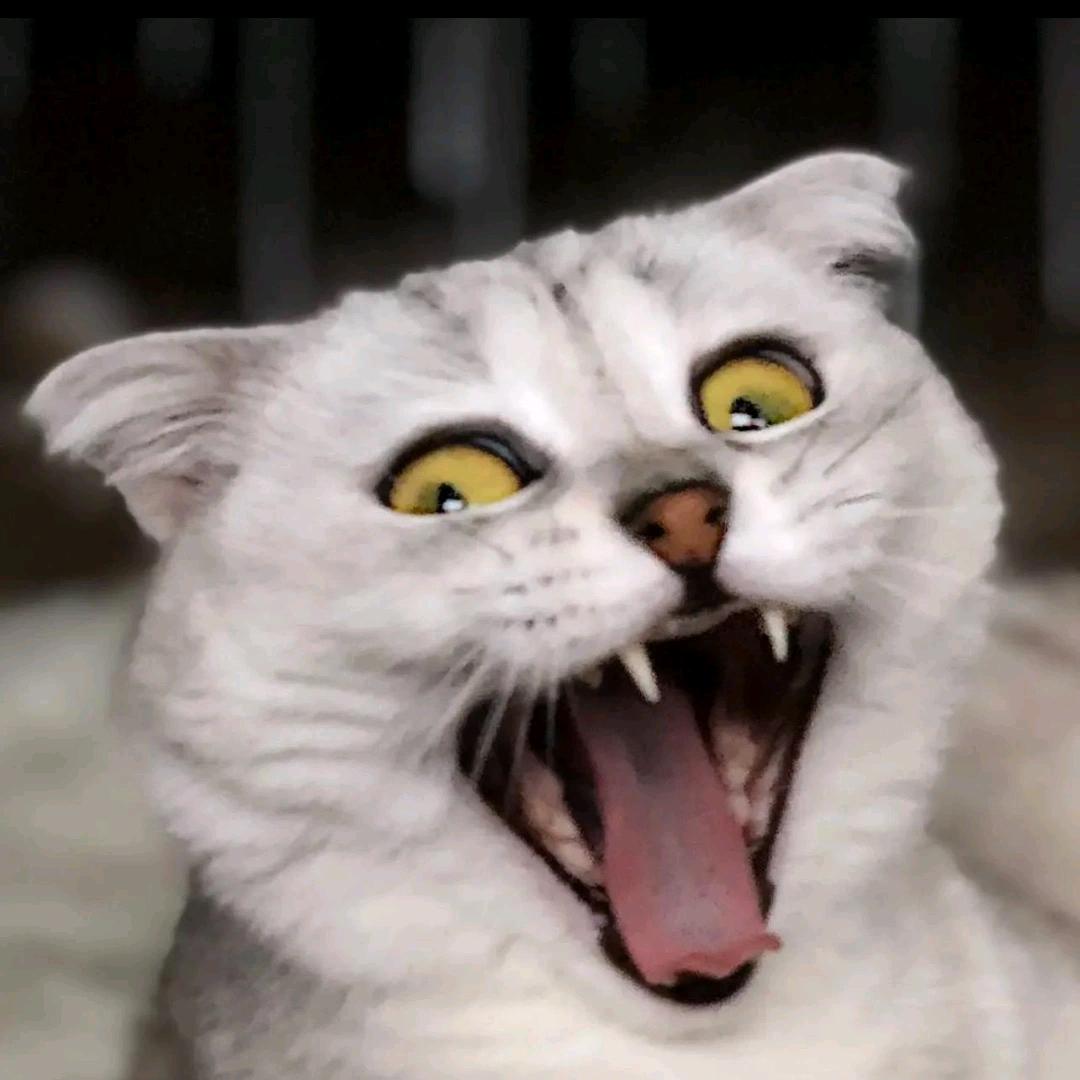 一本正经的猫