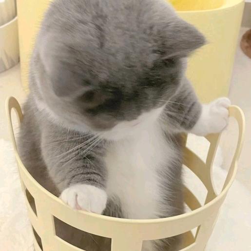 墨璃 ᙏ̤̫