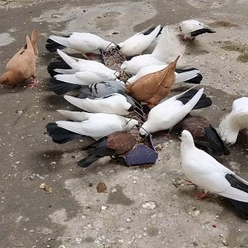 豫东高飞鸽