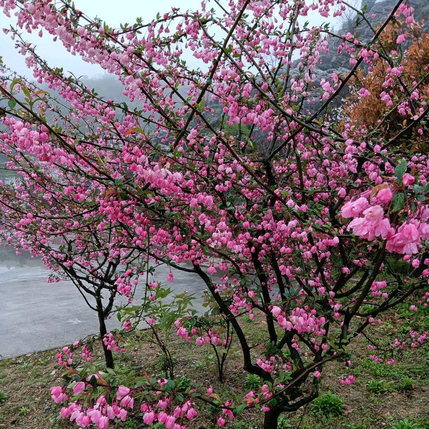 一世安好🌸🌸