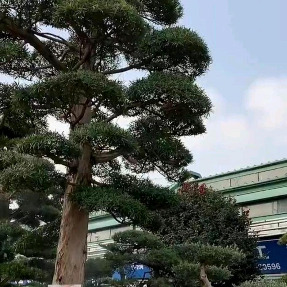 红枫叶