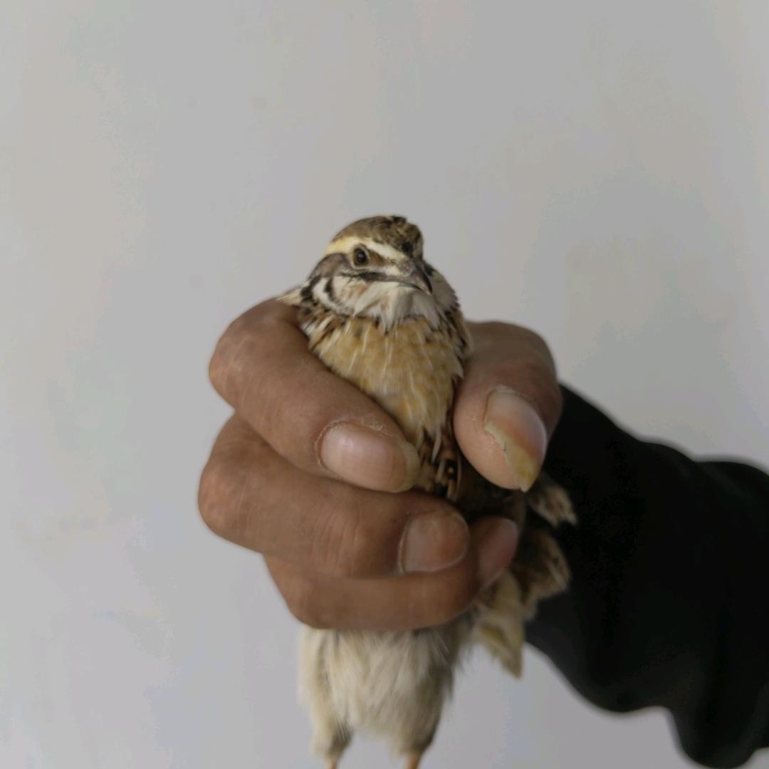 老孙鹌鹑培育