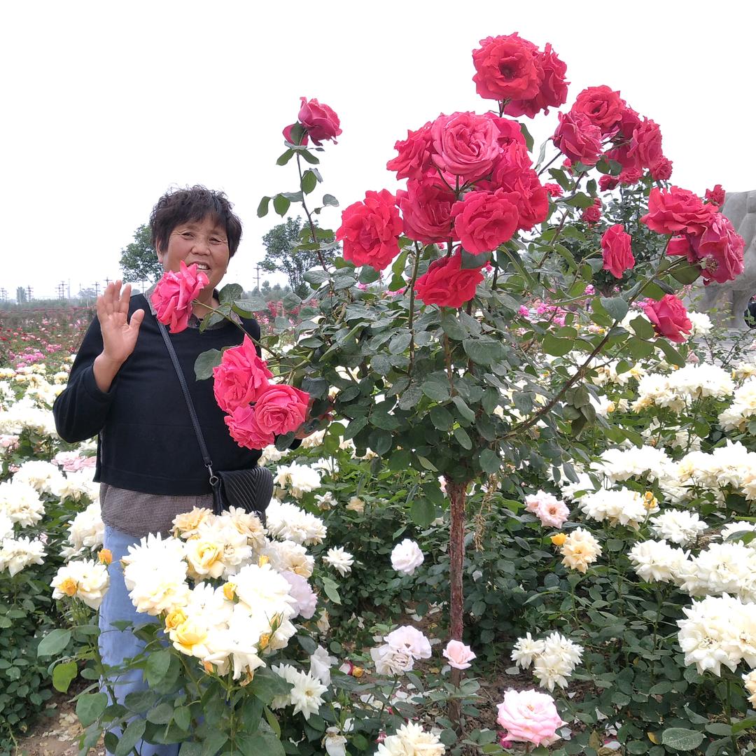 芳兰