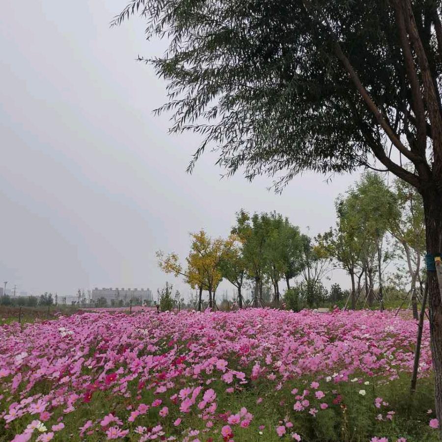 青青草