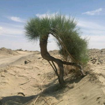 醉颜（鑫荣农资尉犁店）
