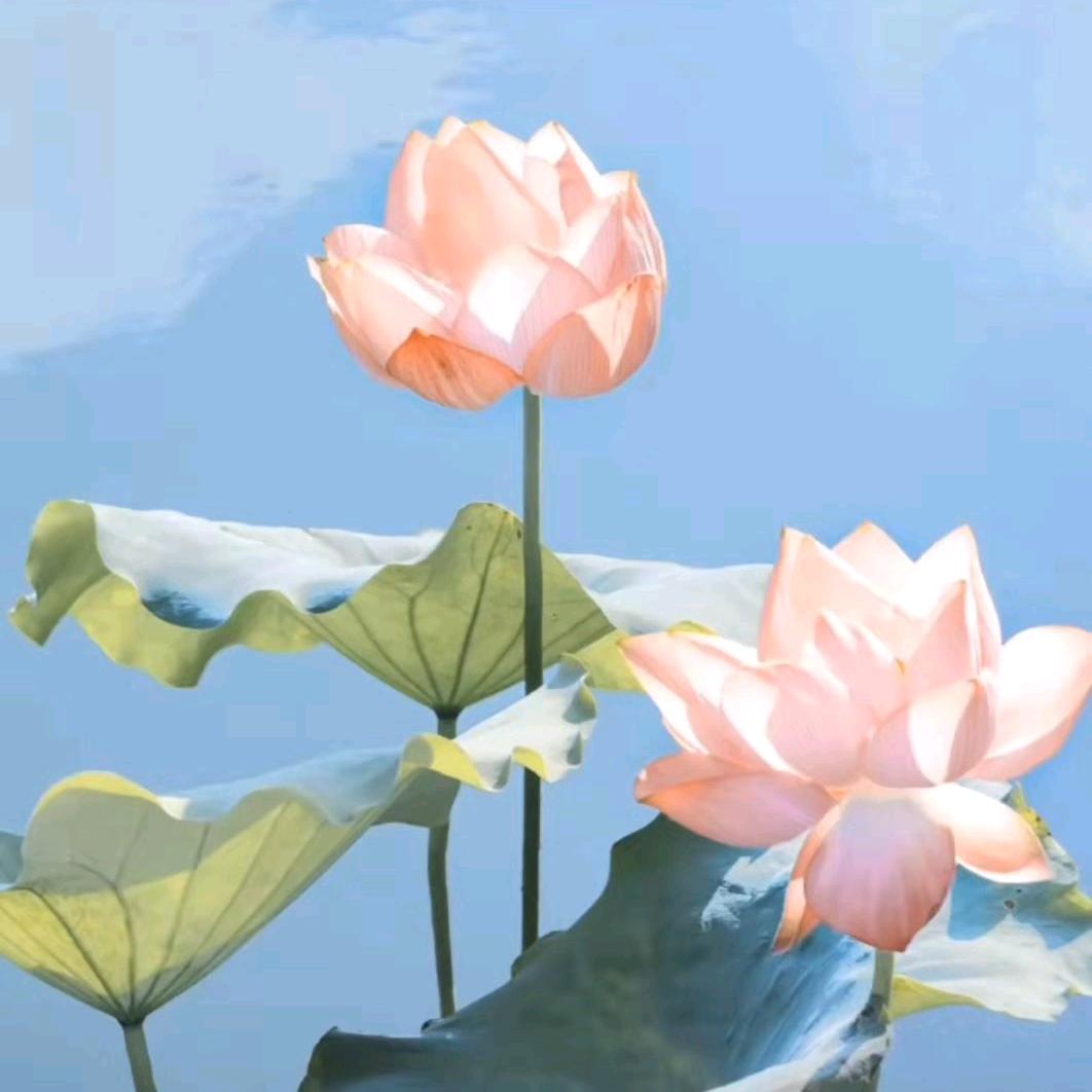 随心随缘♡