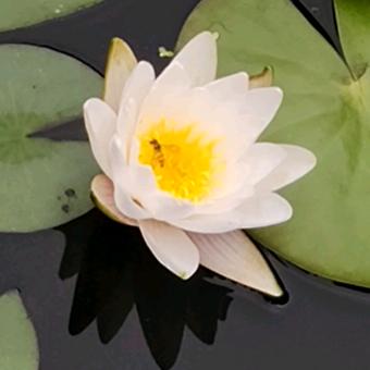亮