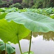 一朵荷花