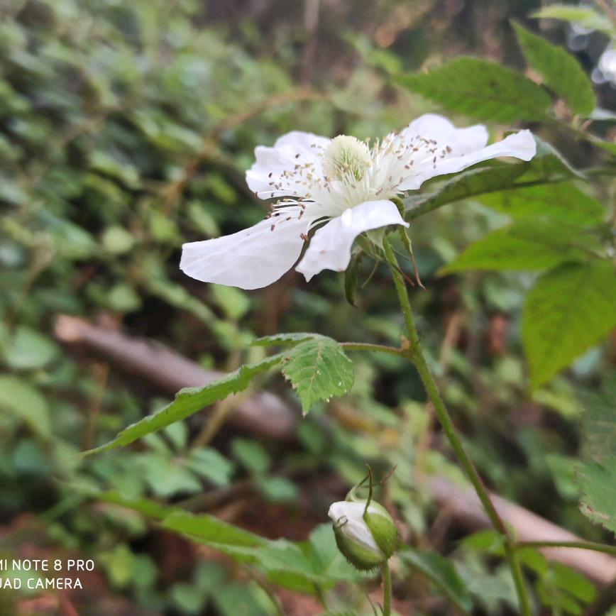 雾里看花头像