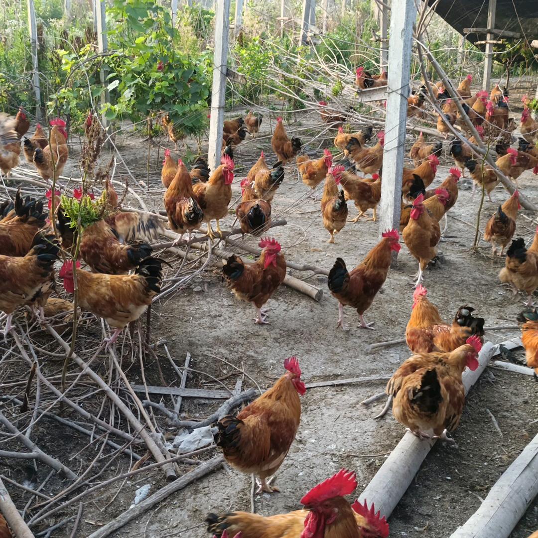 迎河集葡萄地散养老公鸡