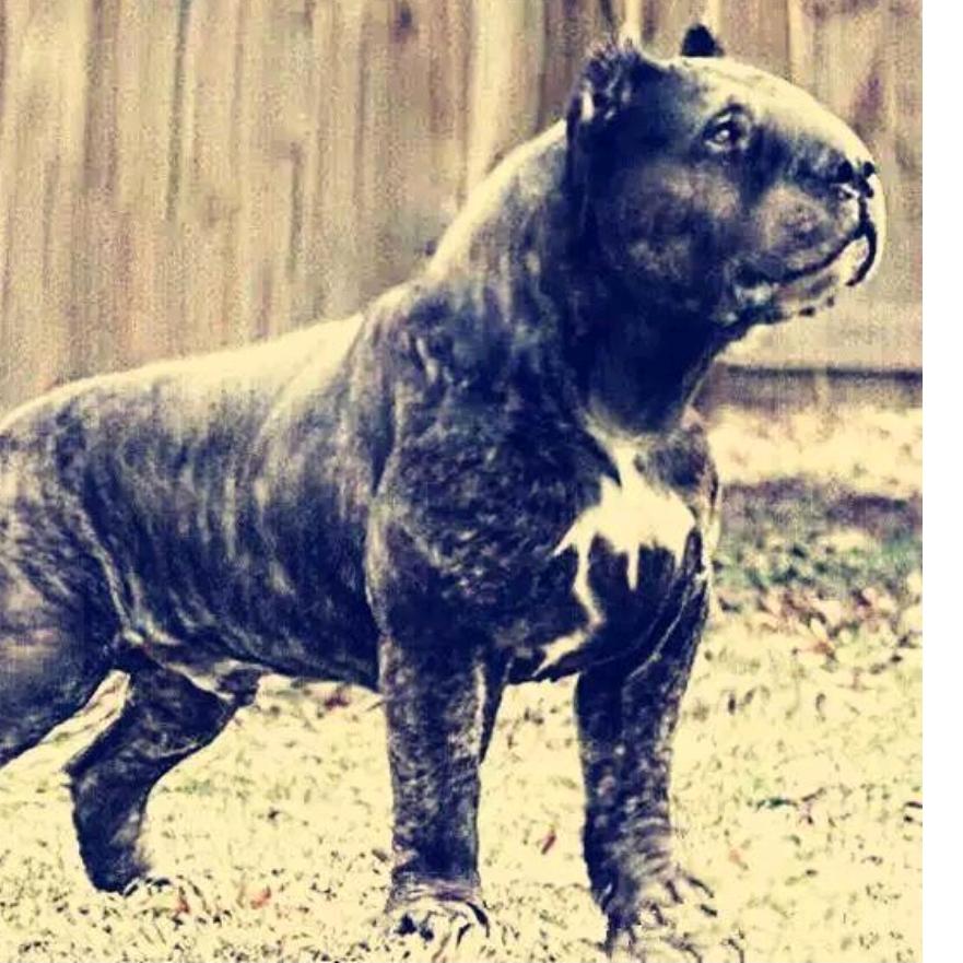 西北 二愣子～公益护农