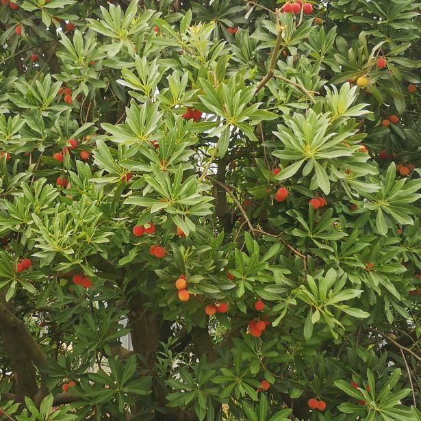 绍兴上虞横塘兰阜山杨梅专业合作社