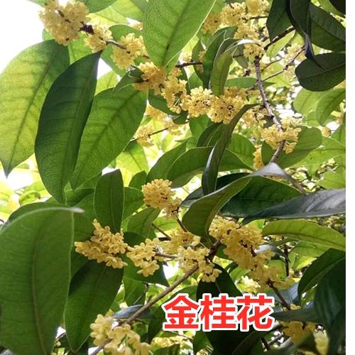 桂花苗木批发
