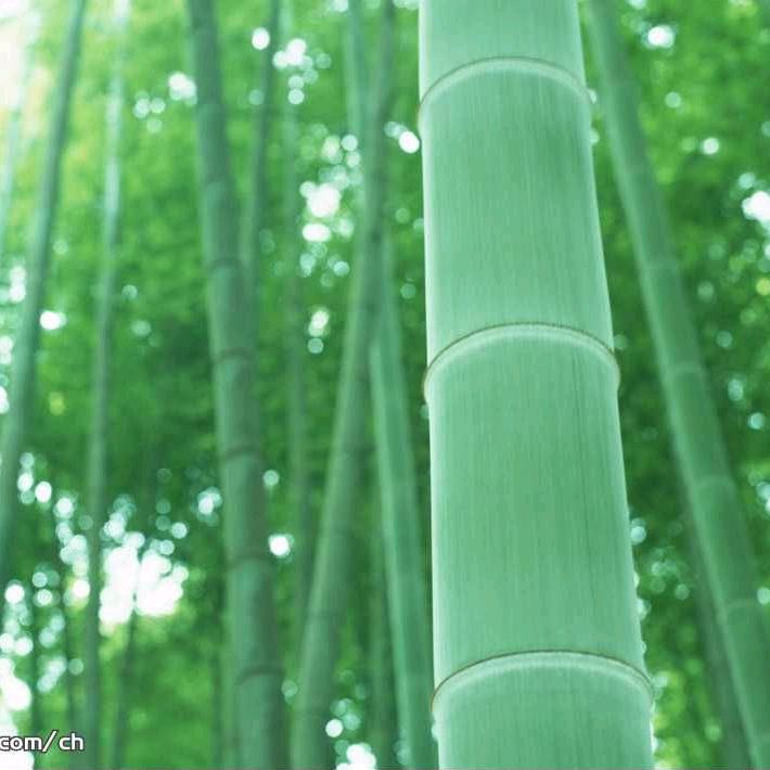 泰安宝哥