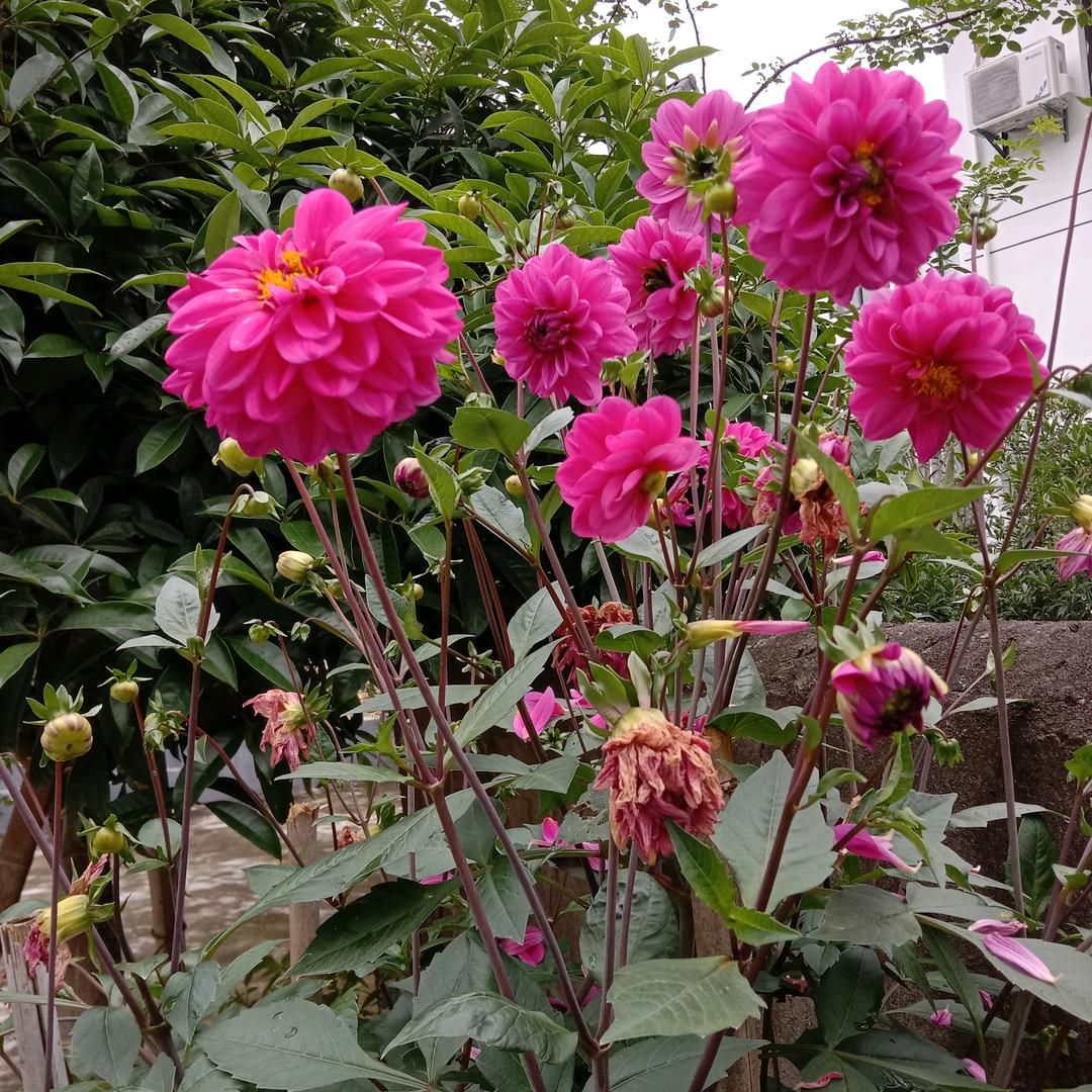 朝天吼漂流三月天农家乐周姐