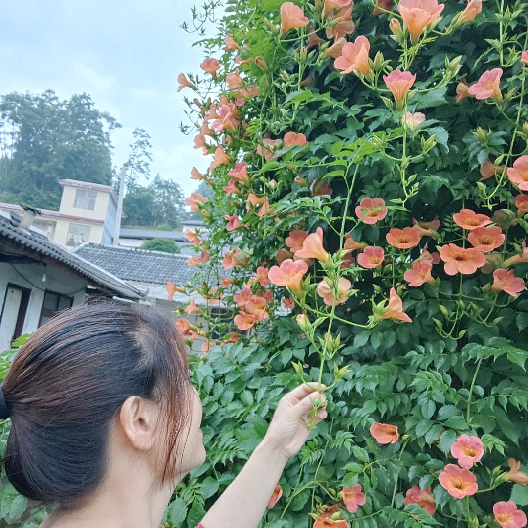 樱花雨