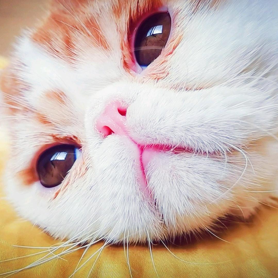 小k是只猫