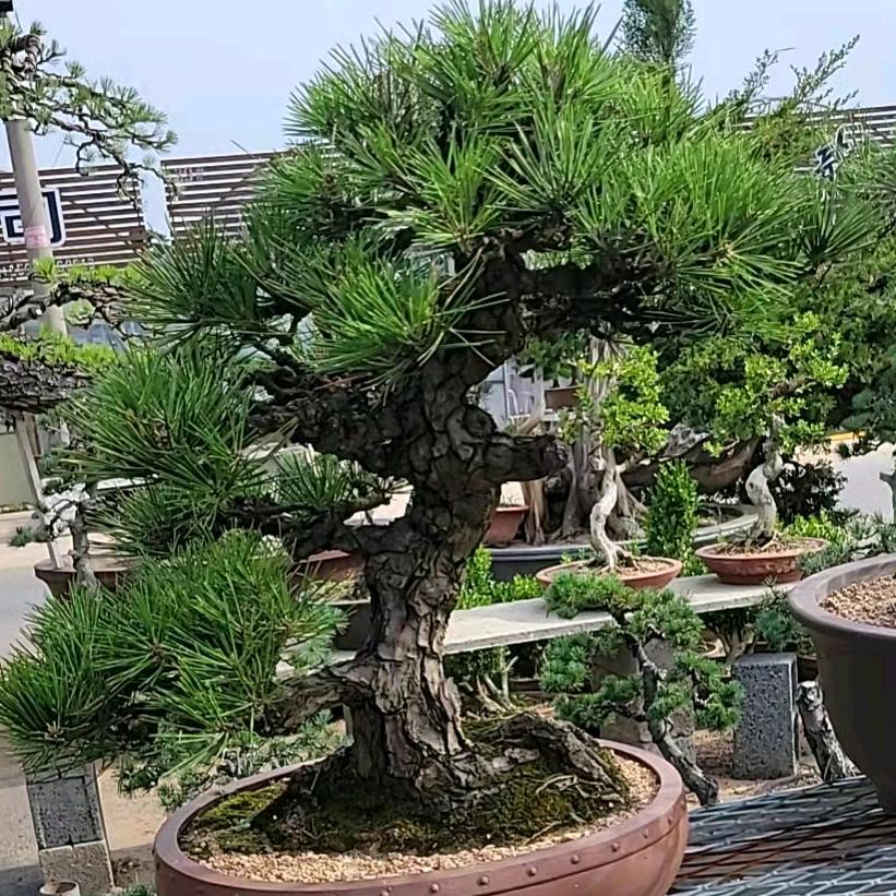 腾达花木园