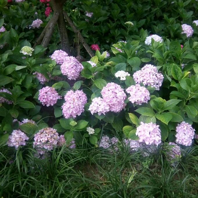 雾里看花quanjiangHOngddH