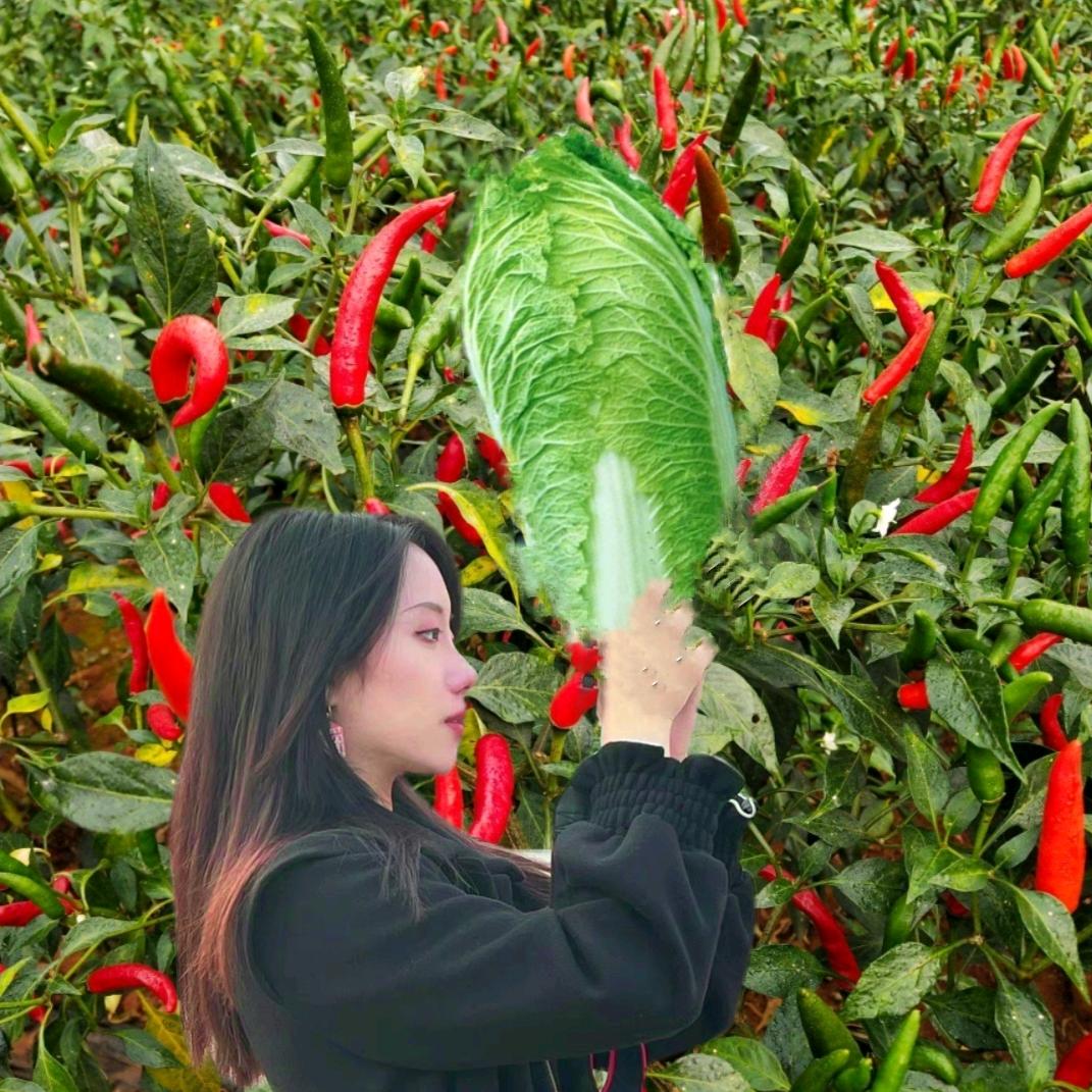 古七的小菜园