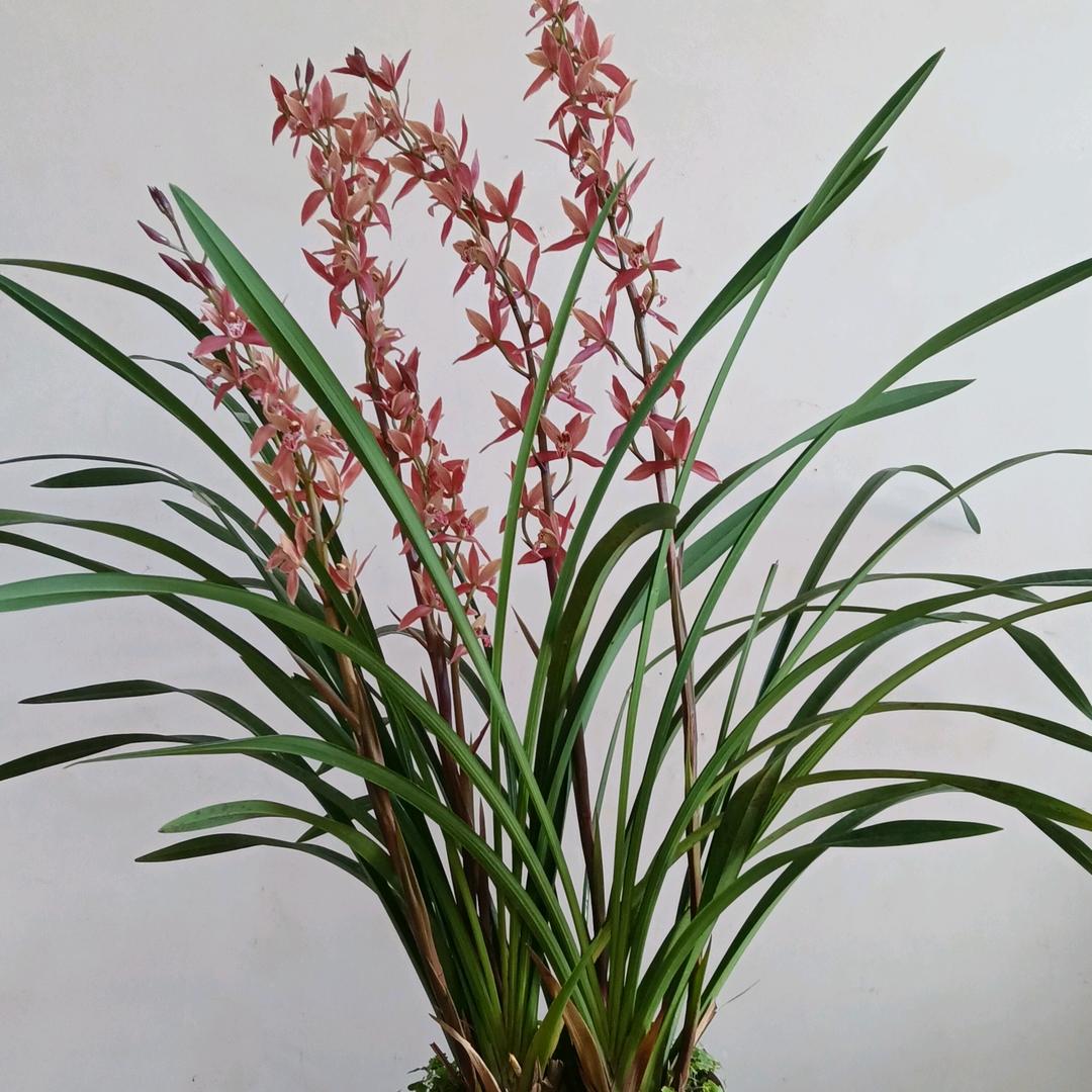 兰花