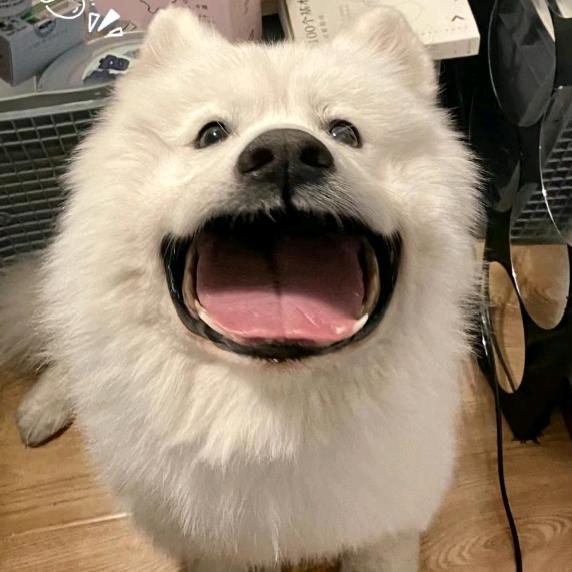 我不是巧克力。。