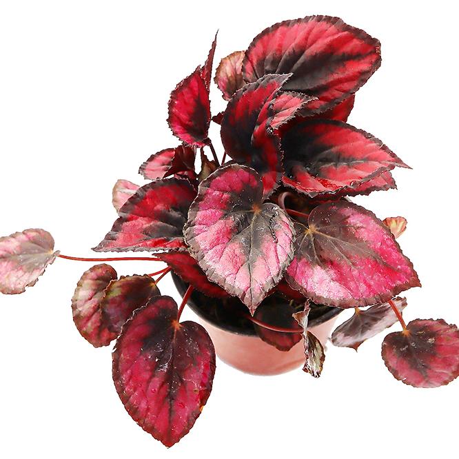 繁花谷