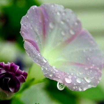 杏雨梨云悦读