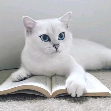 火火是只猫