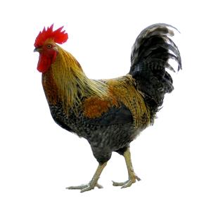 钱到用时方恨少