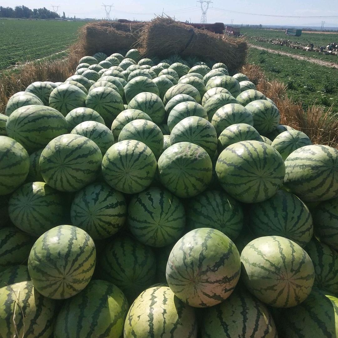 新疆西瓜种植老任