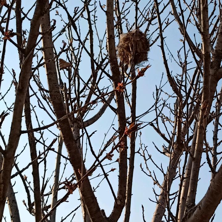吾菲儿