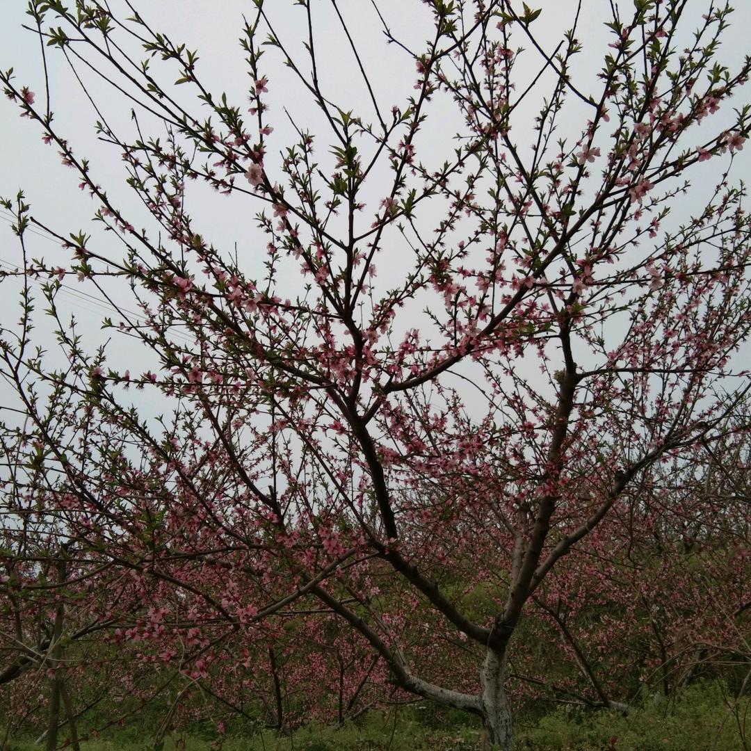 青山绿悠悠